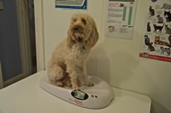 Weighing Dog